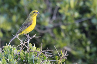 Crithagra sulphurata